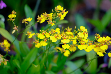 Beautiful Orchid Flower in the orchid garden