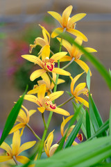 Obraz premium Beautiful Orchid Flower in the orchid garden