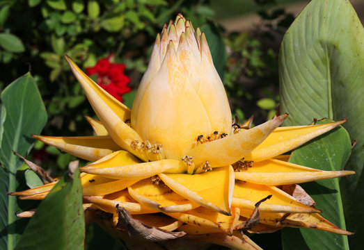Musella lasiocarpa, Ensete lasiocarpum,commonly known as Dwarf banana.
