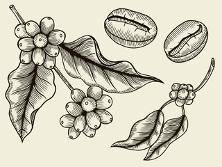 Coffee plant branch with leaf, berry, coffee bean, fruit, seed. Natural organic caffeine. Green coffee, luwak. Black on white background. Hand drawn sketch vector illustration coffe. - 130182774