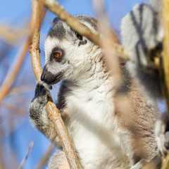 Ring-tailed lemur (Lemur catta)