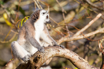 Ring-tailed lemur (Lemur catta)