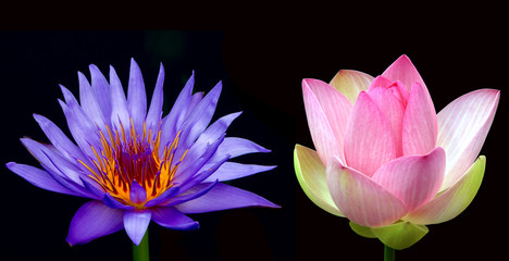 Water lily flower (lotus) over black background