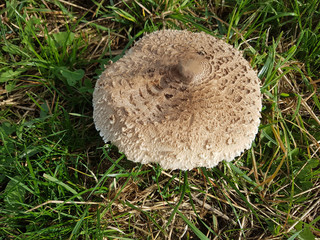 Parasolpilz, Macrolepiota, procera