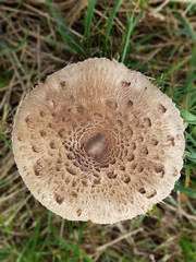 Parasolpilz, Macrolepiota, procera