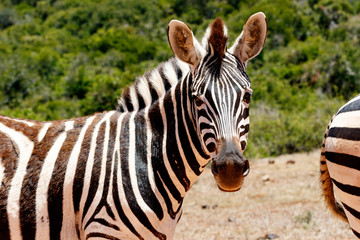 Fototapeta na wymiar Zebra looking at you