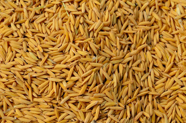 Paddy rice background