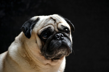 Obraz premium Portrait of dog pug