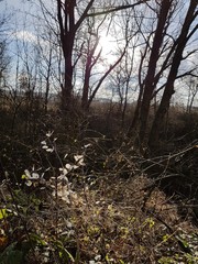 Jesień, krzaki © michalsen