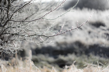 Frozen branches on the field. Winter nature.