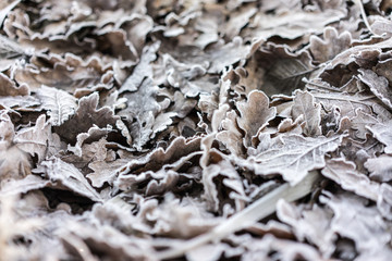 Frozen leaves covered by ice crystals. Winter and autumn backgro