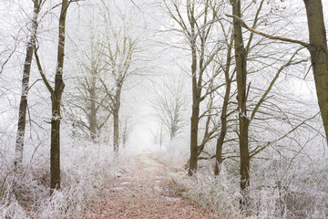 Frozen trees with the small way. Winter nature.
