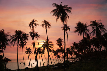 Fototapeta na wymiar Silhouettes of coconut palm trees