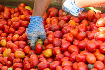 Handpicking tomatoes for harvest