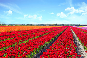 Bloeiende tulpenvelden in een Hollands landschap in Nederland