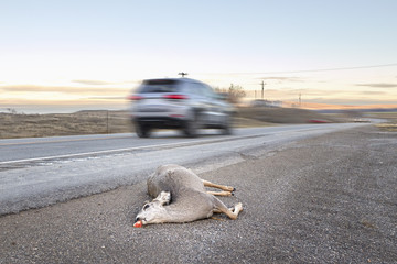 Dead deer hit by a car lying by the road with motion blurred vehicle, U.S. Highway 14, Wyoming, USA.
