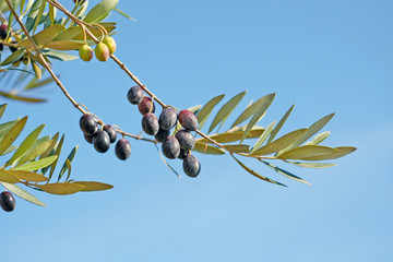 Olive branch against a clear blue Mediterranean sky