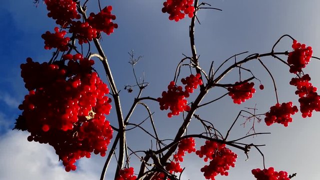 Huge bunches of red viburnum on the blue sky