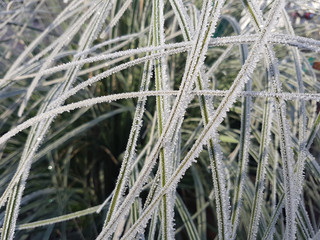 Pampasgras; Raureif, Winterimpression