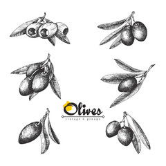 6 Olive sketch branches collection isolated illustrations over white background, olives pitted and with leaves, vector hand drawn retro illustration. Italian cuisine.