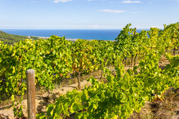 Alella vineyards, Spain with view over the Mediterranean Sea.