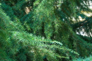 Coniferous branch. Green background.