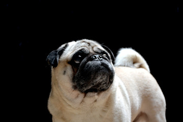 Portrait of dog pug
