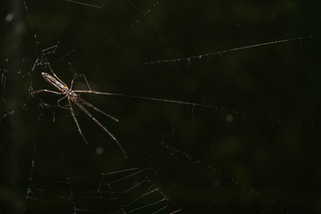 spider on the web
