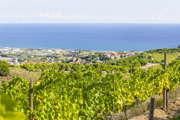 Alella vineyards, Spain with view over the Mediterranean.