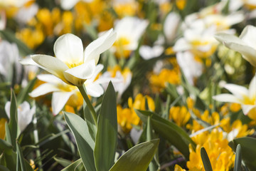 Obraz premium Beautiful flowers in Keukenhof Garden