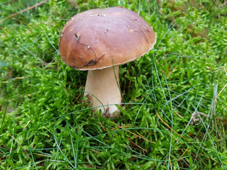 Steinpilz; Boletus, edulis; Herrenpilz
