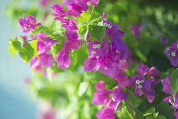 Flowering bush syarkimi flowers on a blurred background.