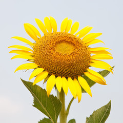 Sunflower in field.