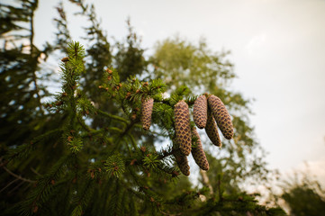 cones on the tree in the mountains of the national park