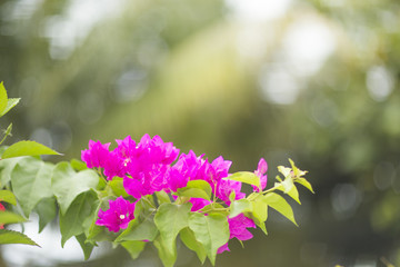 Flowering bush syarkimi flowers on a blurred background.