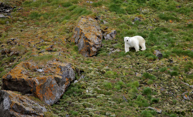 Fototapeta na wymiar Polar bear in summer Arctic - Franz Josef Land 