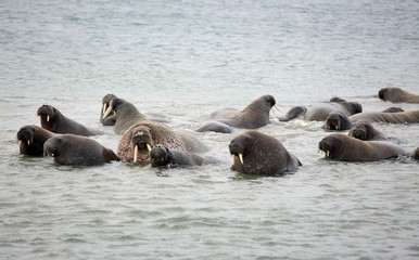 Fototapeta premium Walrus family in the sea 