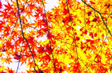 bright autumn leaves in the natural environment
