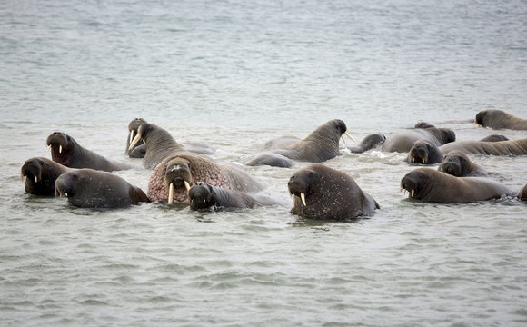 Walrus family in the sea
