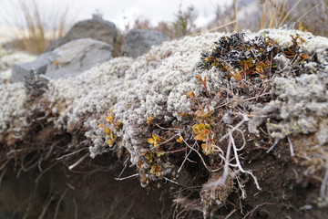 Vulkan_Landschaft_Neuseeland2