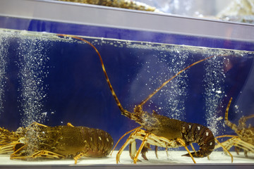 a window of a seafood store