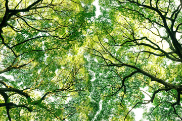 常緑樹、クスノキ、 エコロジーイメージ