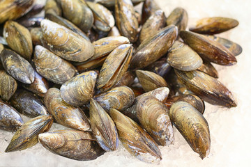 mussels