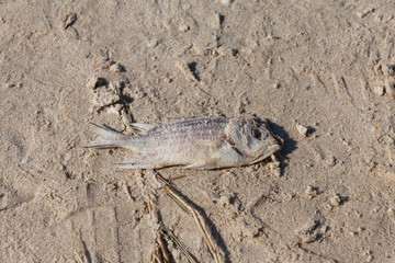 Small dead fish on a polluted beach