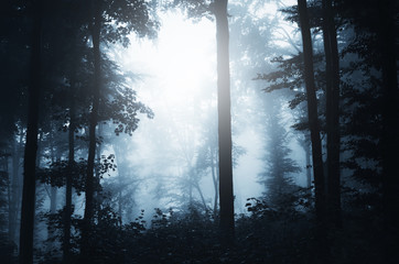 foggy woods background