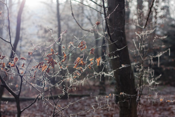 Frostige Zweige im Wald im Gegenlicht