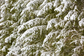 Winter forest with snow covered branches