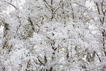 Beautiful winter trees branches with a lot of snow