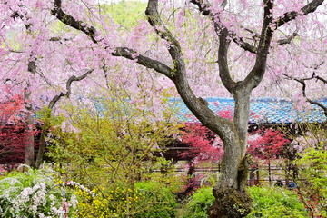 原谷苑
京都にある桜の楽園。
夢のような花の楽園です。