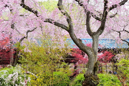 原谷苑
京都にある桜の楽園。
夢のような花の楽園です。